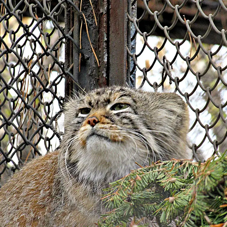Фотография Зеленогорска в Новосибирском Зоопарке