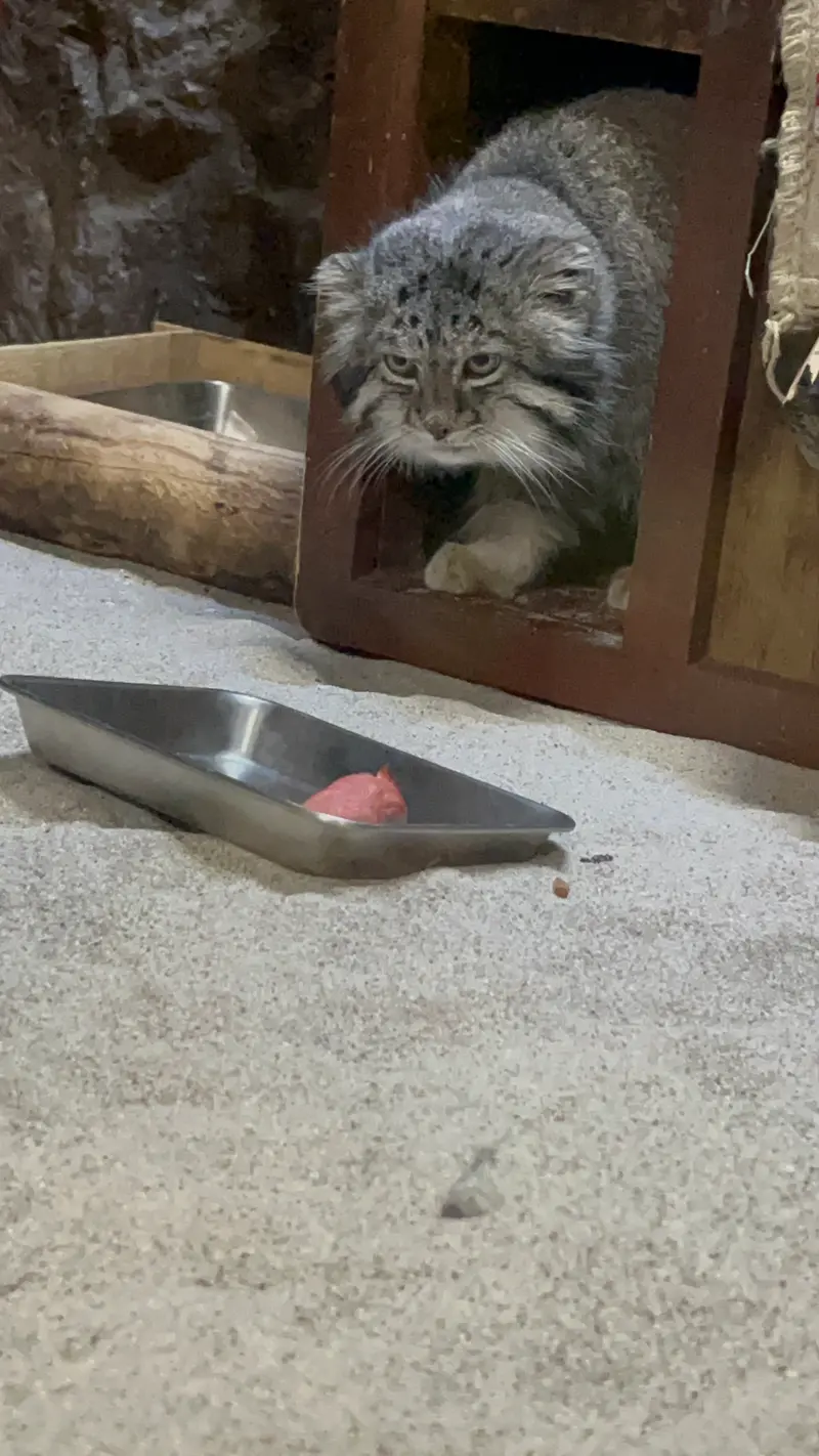 Фотография Клёна в Зоопарке Уено