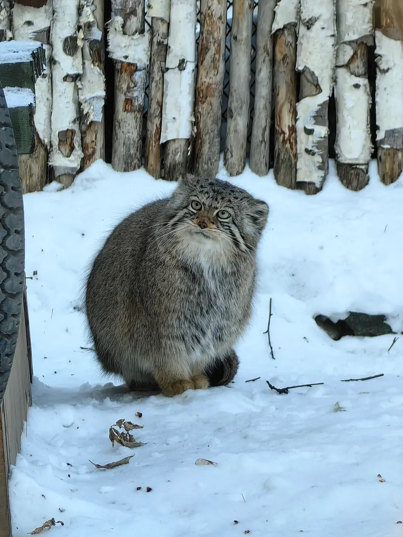 Фотография Евы в Новосибирском Зоопарке