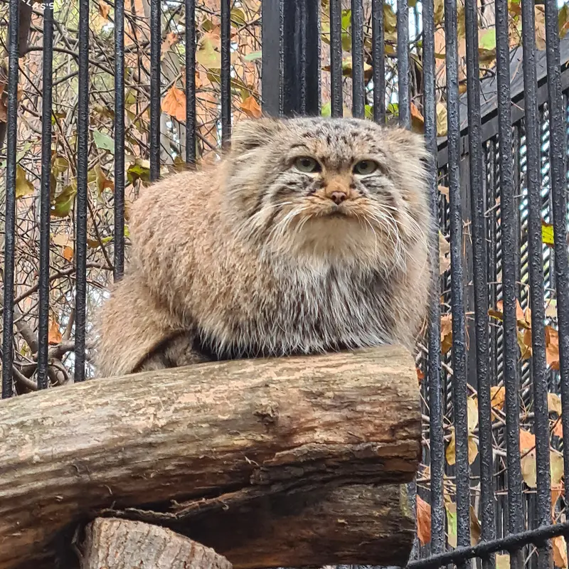 Фотография Лолошки 2024 Г.р. Ⅳ в Новосибирском Зоопарке