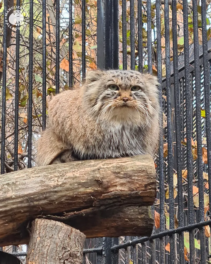 Фотография Лолошки 2024 Г.р. Ⅳ в Новосибирском Зоопарке