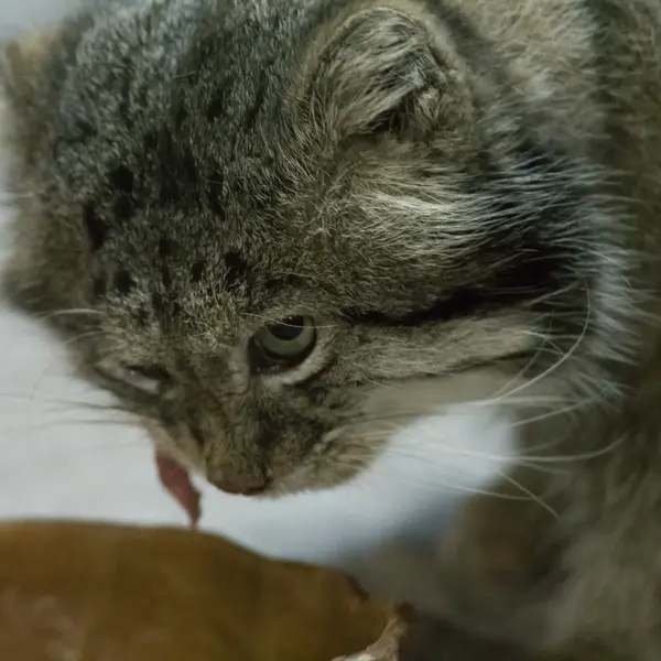 Фотография Клёна в Зоопарке Уено