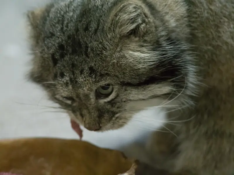 Фотография Клёна в Зоопарке Уено