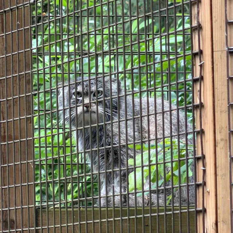 Фотография Саяна в Парке дикой природы Котсуолд
