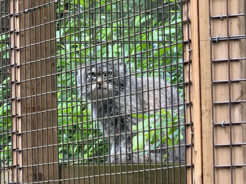 Фотография Саяна в Парке дикой природы Котсуолд