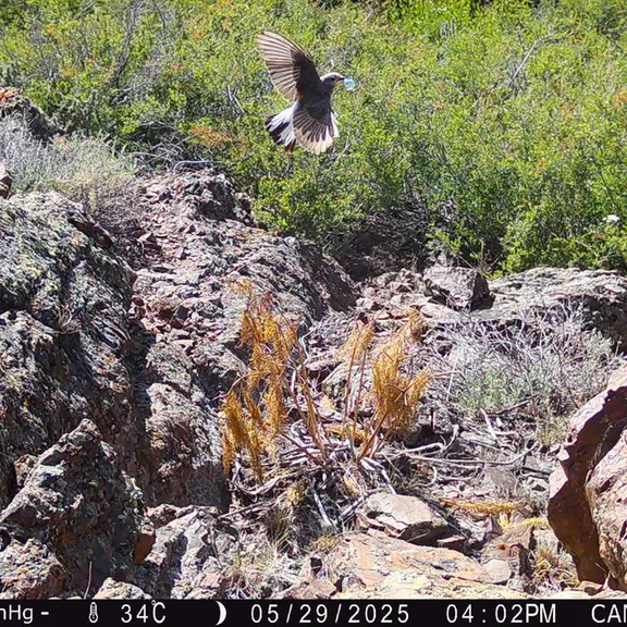 Фотография с манулом с фотоловушки Жунды 3 [новинка]