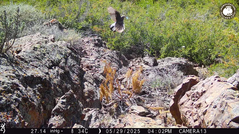 Фотография с манулом с фотоловушки Жунды 3 [новинка]