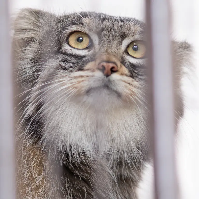 Фотография Фиги в Зоопарке Ногеяме