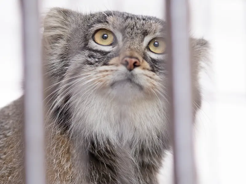 Фотография Фиги в Зоопарке Ногеяме