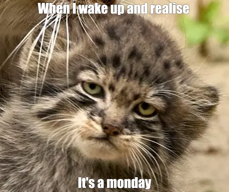 Фотография с манулом