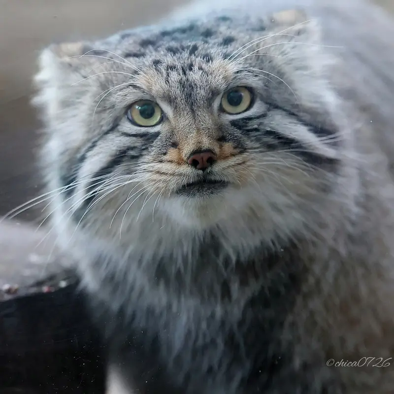 Фотография Нагому в Царстве Животных Насу