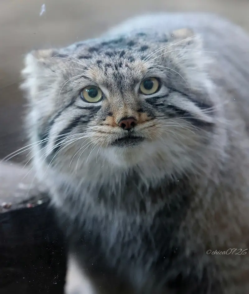 Фотография Нагому в Царстве Животных Насу