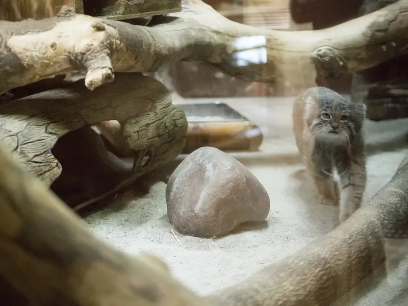 Фотография Клёна в Зоопарке Уено