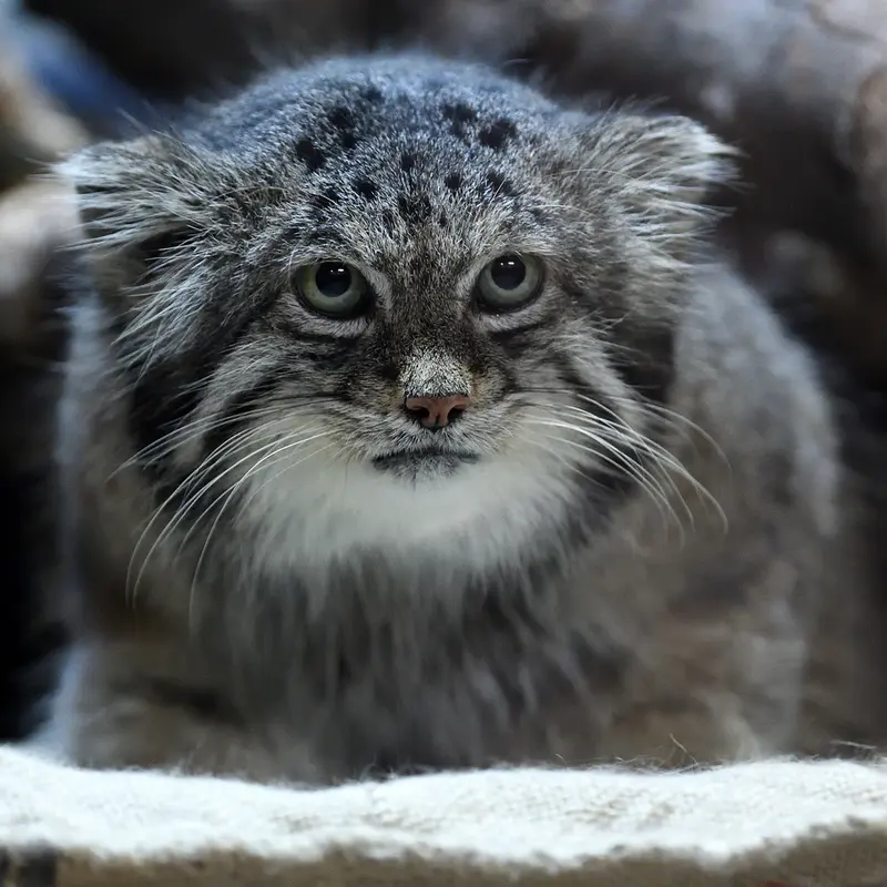 Фотография Клёна в Зоопарке Уено