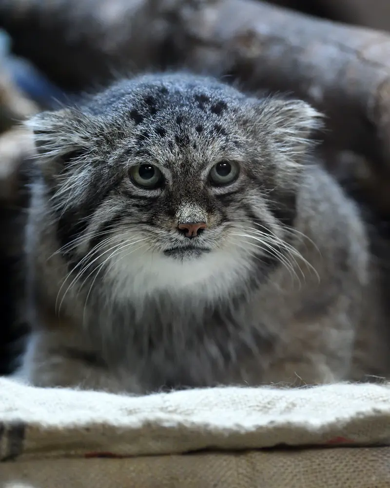 Фотография Клёна в Зоопарке Уено