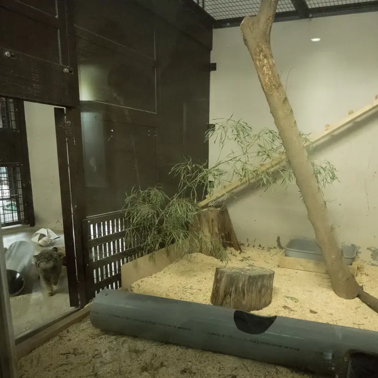 Фотография Фиги в Зоопарке Ногеяме