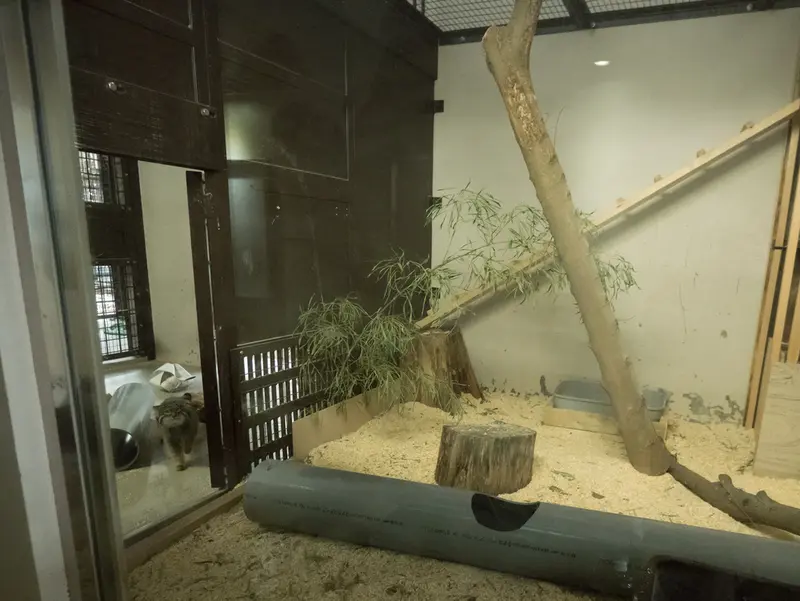 Фотография Фиги в Зоопарке Ногеяме