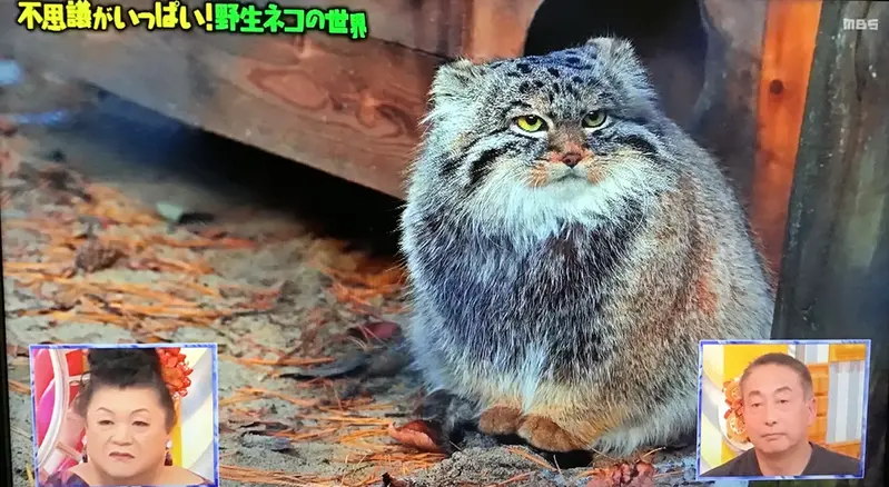 Фотография Лаки в Новосибирском Зоопарке