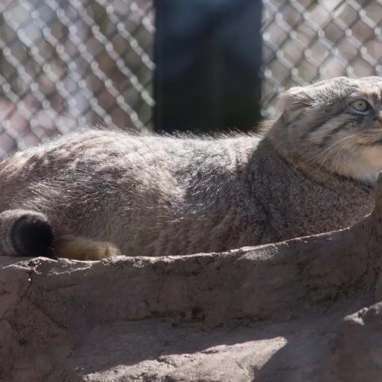Фотография Лотоса в Детском зоопарке Сайтама
