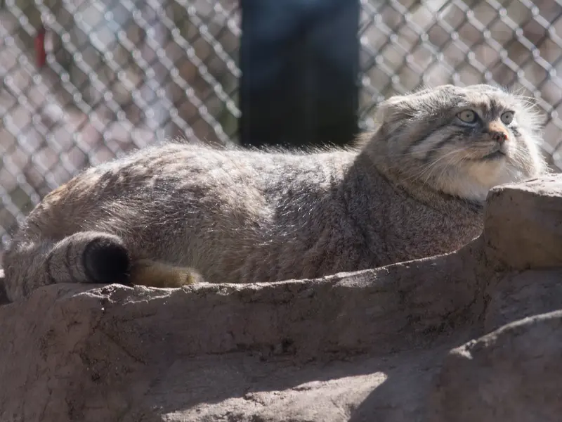 Фотография Лотоса в Детском зоопарке Сайтама