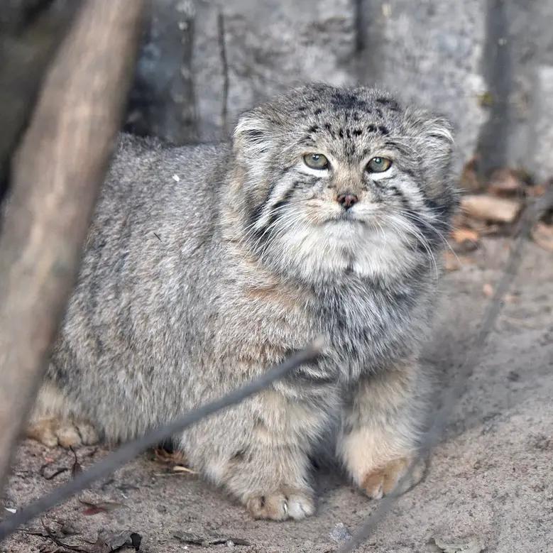 Фотография Хана в Ленинградском Зоопарке