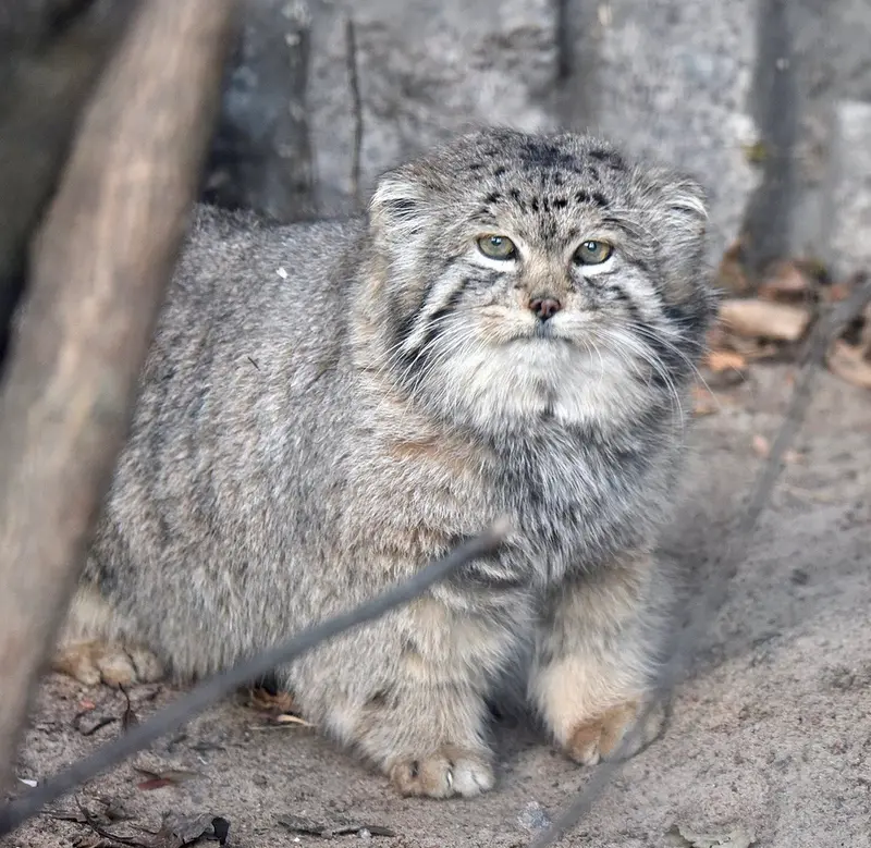 Фотография Хана в Ленинградском Зоопарке