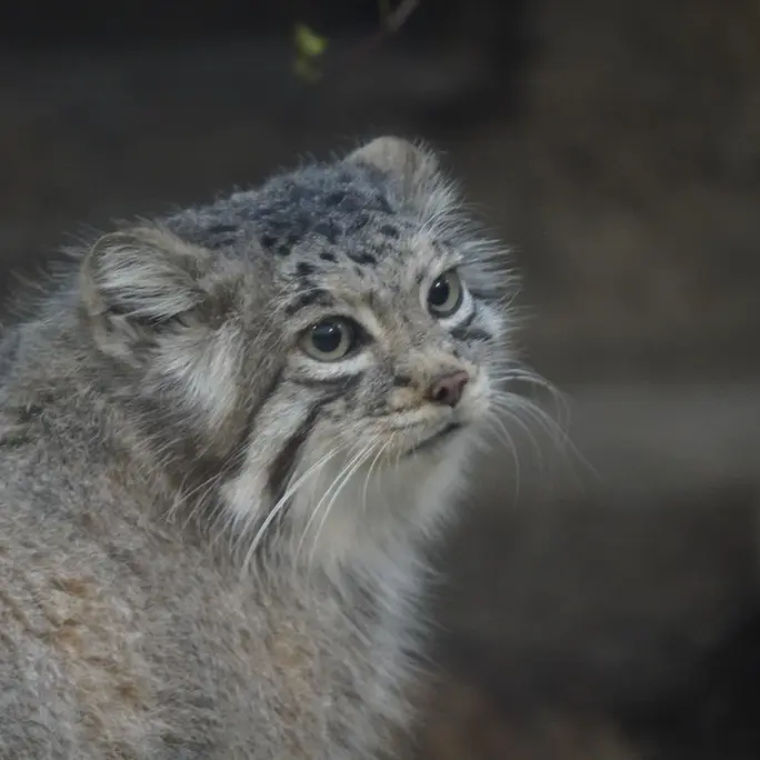 Фотография Аз в Царстве Животных Кобе