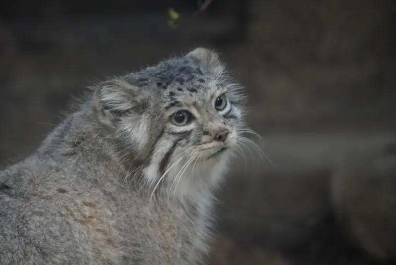 Фотография Аз в Царстве Животных Кобе
