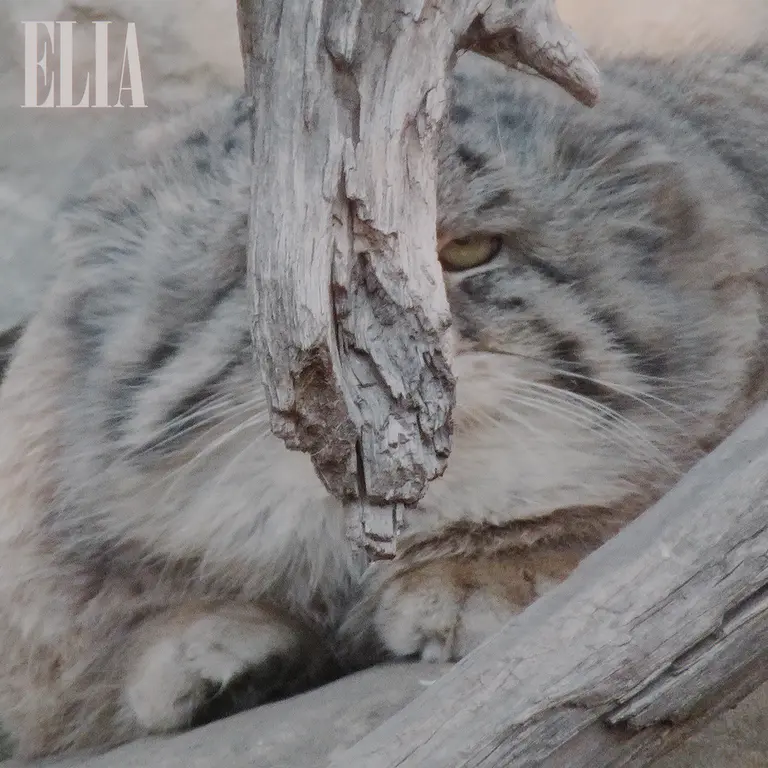 Фотография Олафа в Зоопарке Калгари / Институте Уайлдере