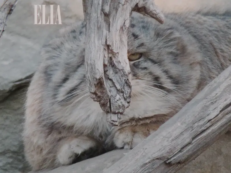 Фотография Олафа в Зоопарке Калгари / Институте Уайлдере