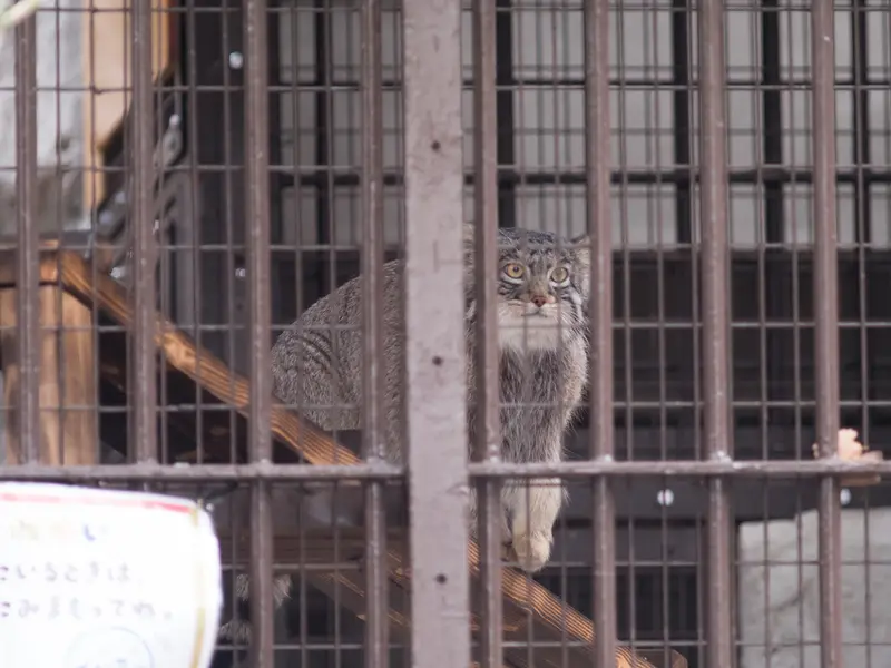 Фотография Фиги в Зоопарке Ногеяме