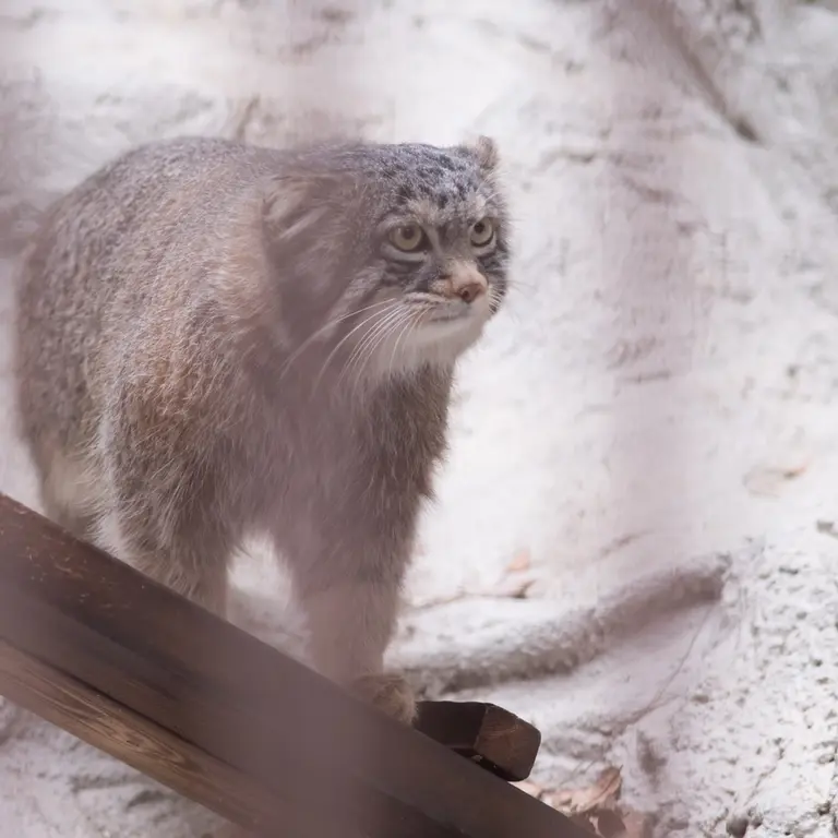 Фотография Фиги в Зоопарке Ногеяме