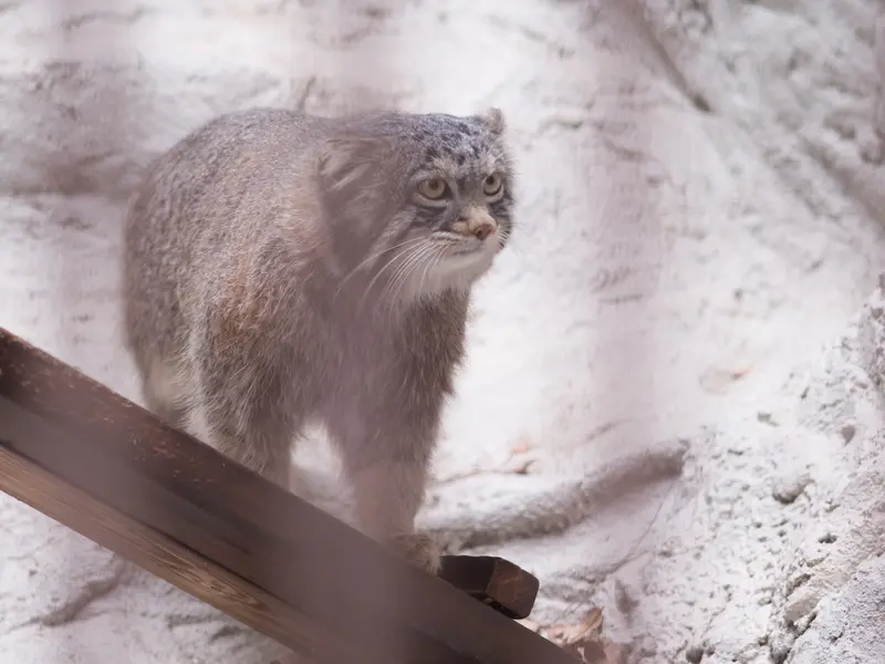 Фотография Фиги в Зоопарке Ногеяме