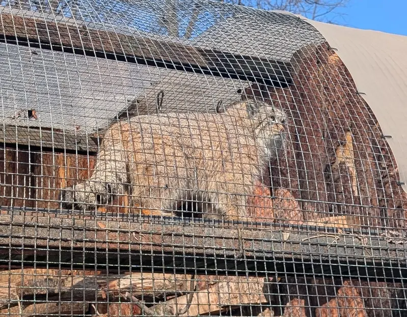 Фотография Пепе в Ленинградском Зоопарке