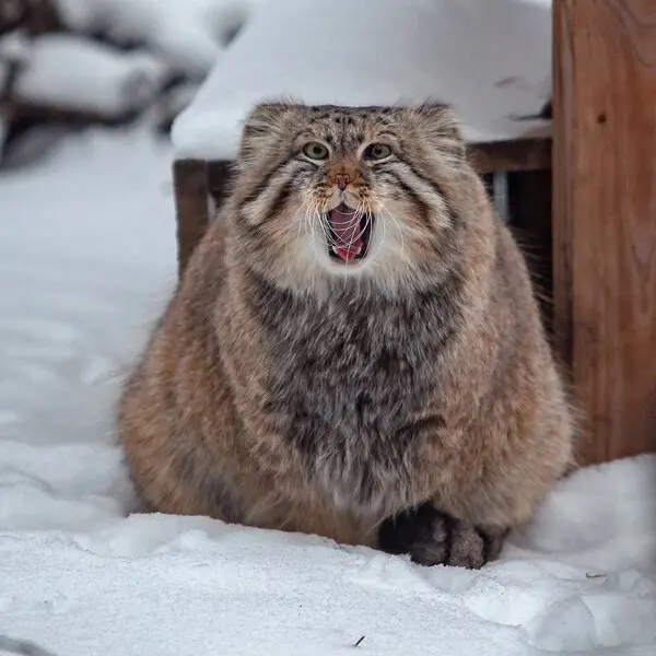 Фотография Зеленогорска в Новосибирском Зоопарке