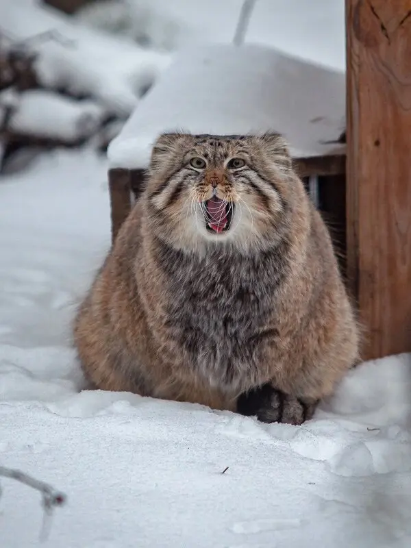 Фотография Зеленогорска в Новосибирском Зоопарке
