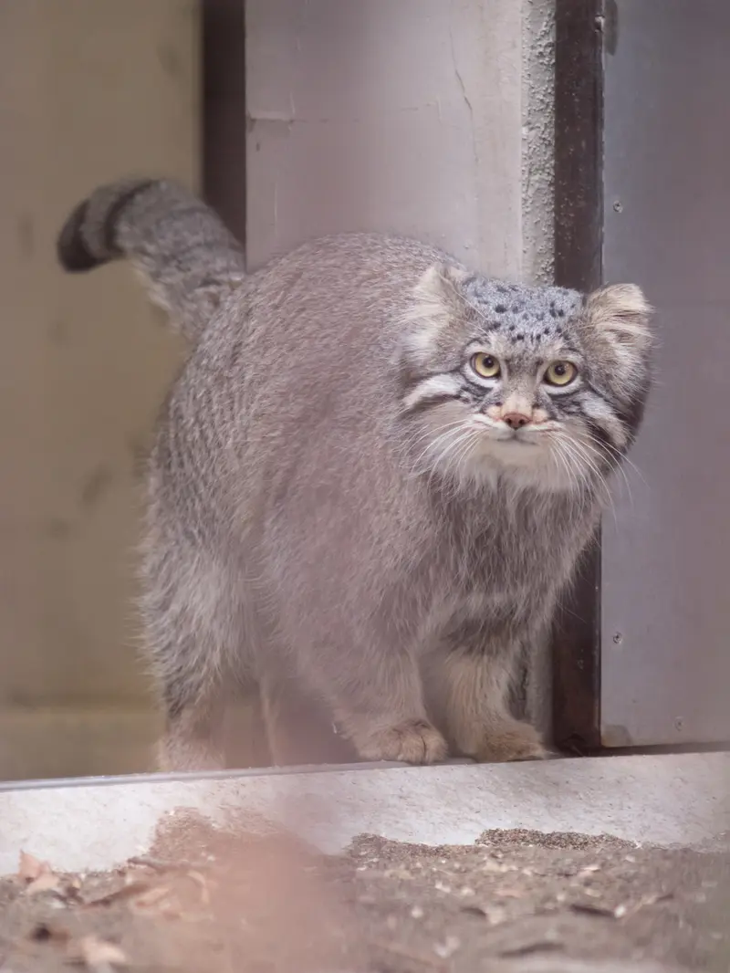 Фотография Фиги в Зоопарке Ногеяме