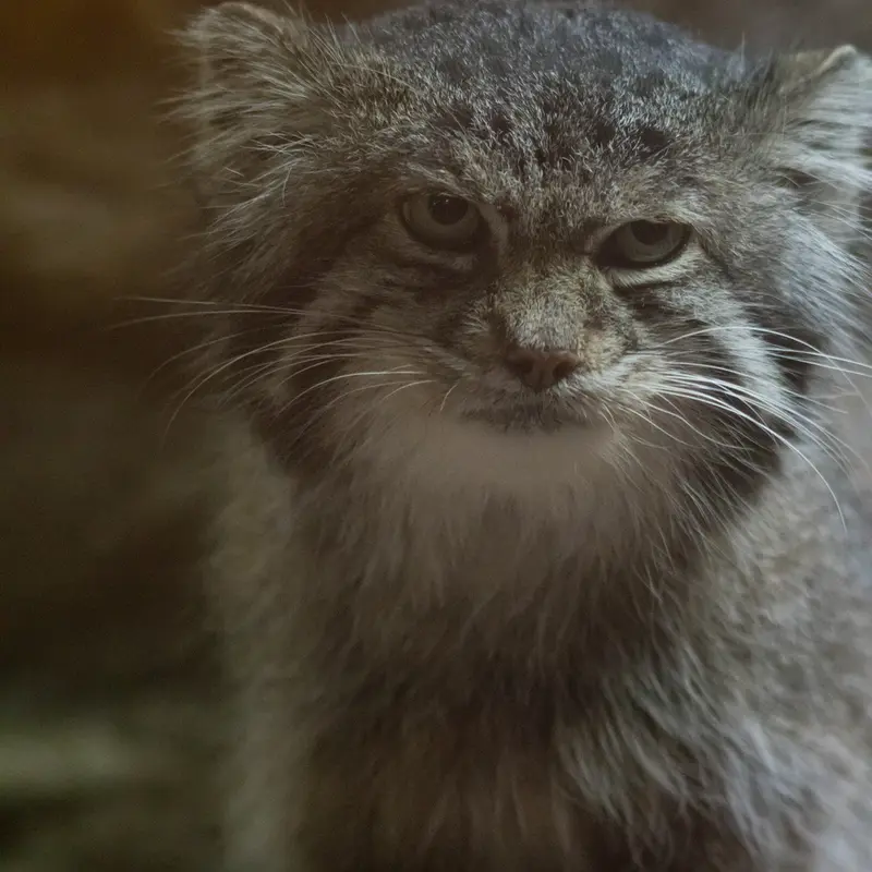 Фотография Клёна в Зоопарке Уено