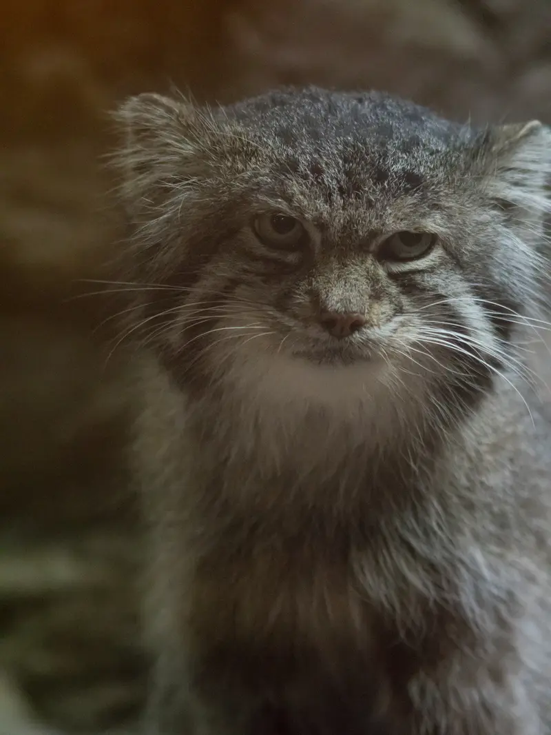 Фотография Клёна в Зоопарке Уено