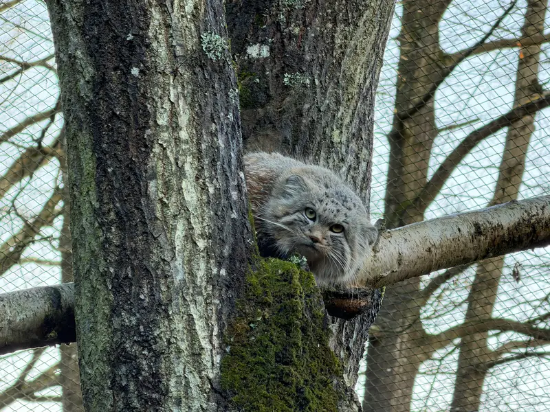 Фотография Алтая в Трегомерском Зоопарке