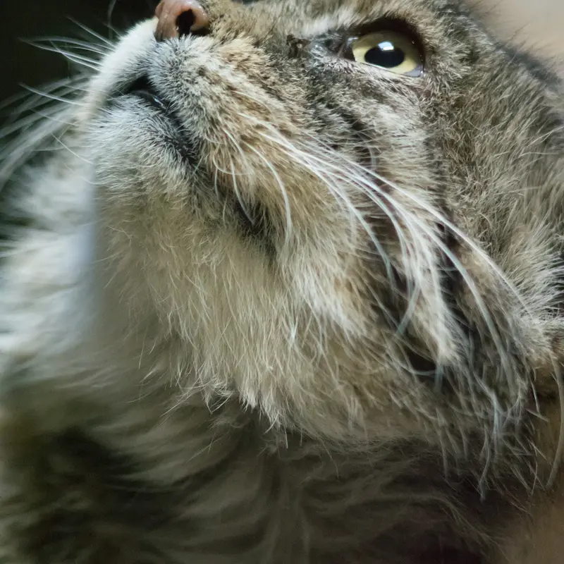 Фотография Примулы в Зоопарке Уено