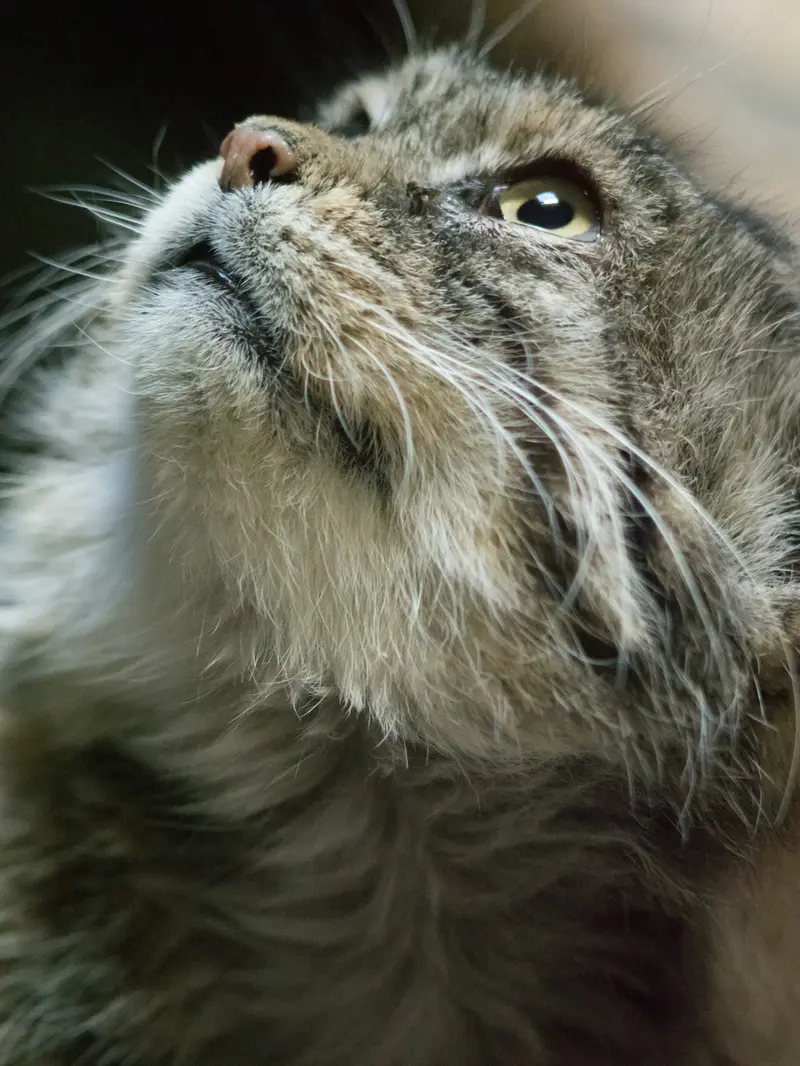 Фотография Примулы в Зоопарке Уено