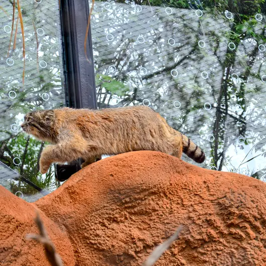 Фотография Спая в Пражском Зоопарке
