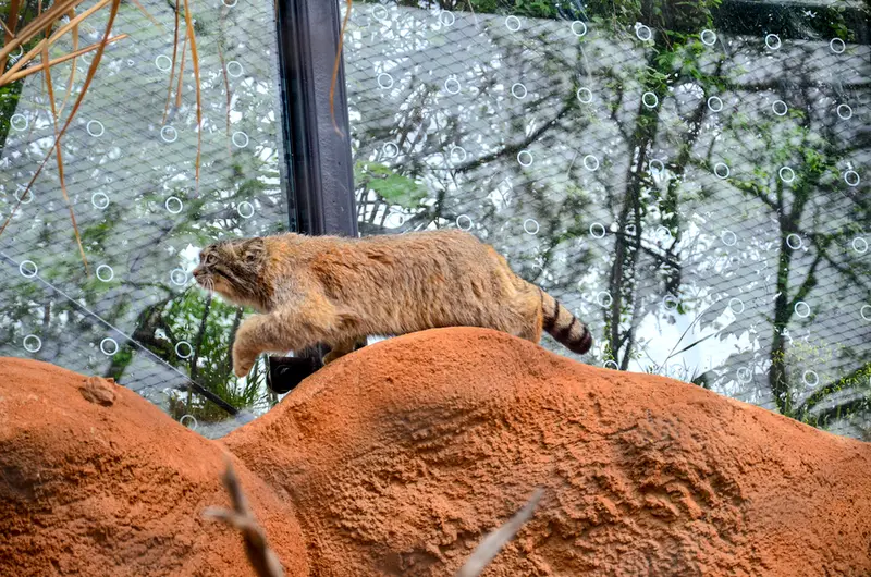 Фотография Спая в Пражском Зоопарке