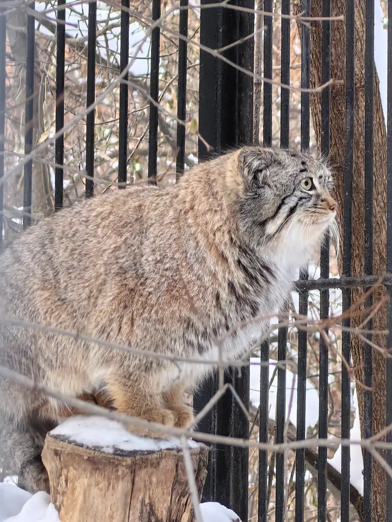 Фотография Евчика 2024 Г.р. Ⅳ в Новосибирском Зоопарке