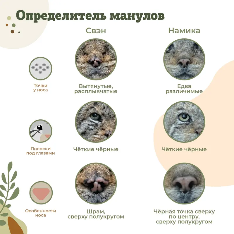 Фотография с манулом