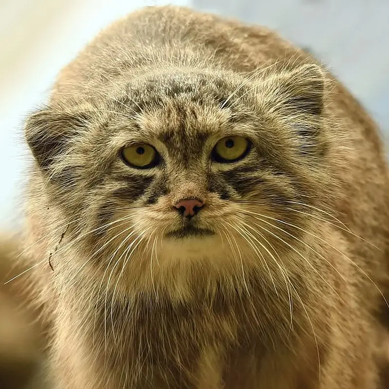 Манул Нату из Сафари-заповедника Люминьи