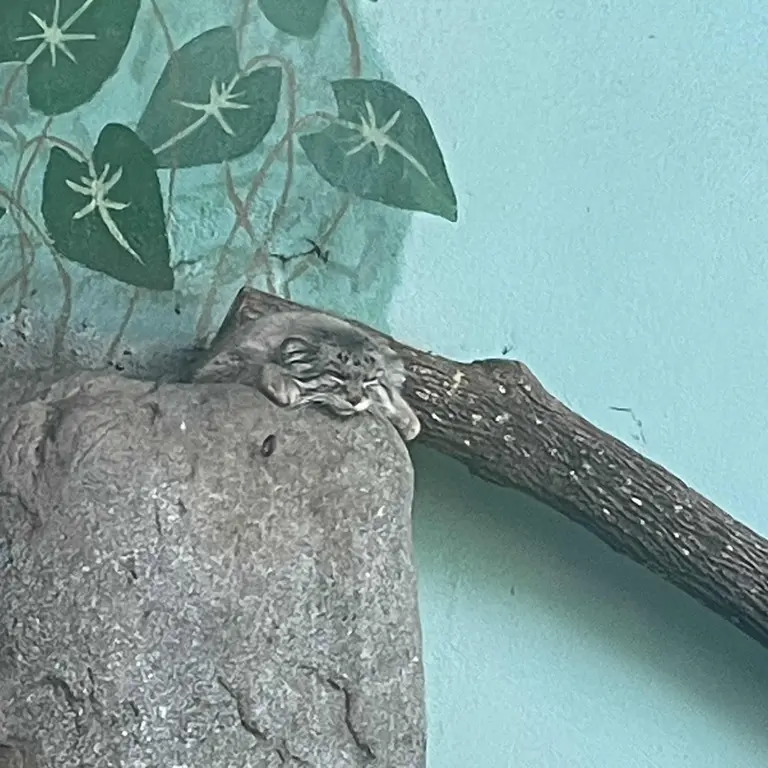 Фотография Персея в Бирмингемском Зоопарке