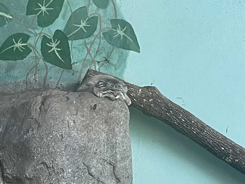 Фотография Персея в Бирмингемском Зоопарке