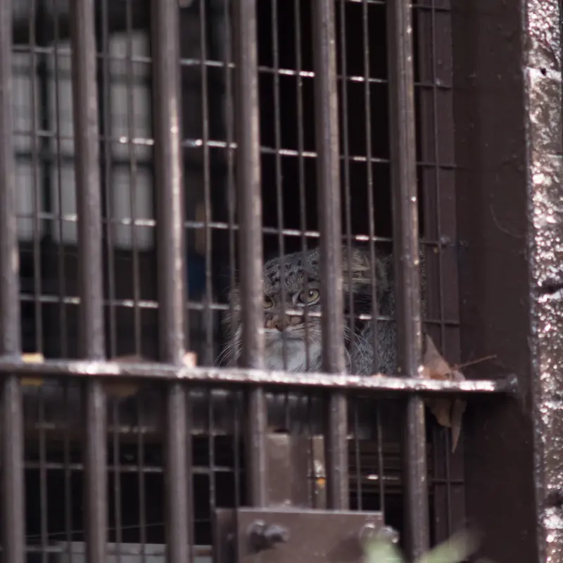 Фотография Фиги в Зоопарке Ногеяме